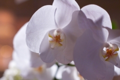 white-flowers